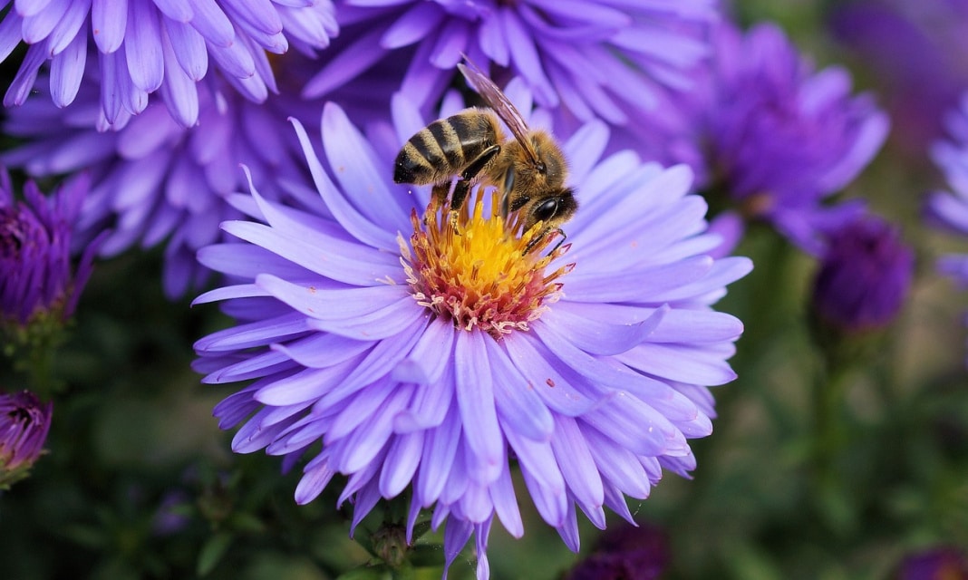 Czy pyłek pszczeli może się przeterminować?
