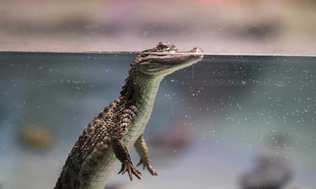 Gady są w większości zwierzętami jajorodnymi prawda czy fałsz?